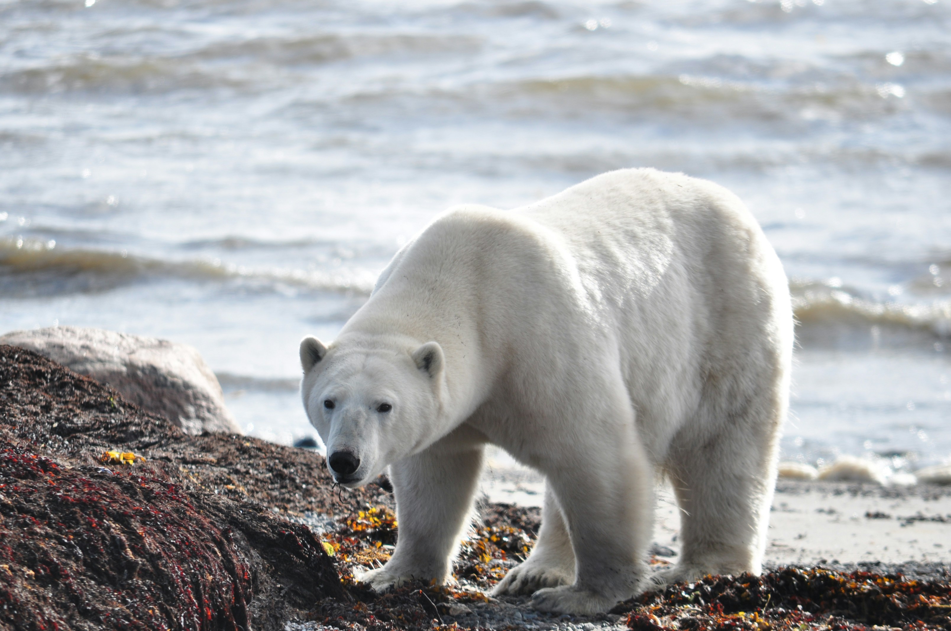 White polar bear standing on rocks next to the ocean